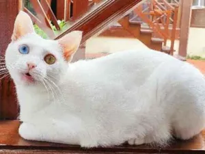 Gato raça srd idade 1 ano nome Bowie