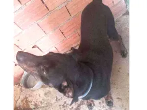 Cachorro raça vira lata idade 2 anos nome Apolo