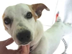 Cachorro raça Pinchen/ pudol idade 1 ano nome Doguinho