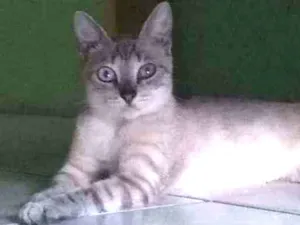 Gato raça Sem raça idade 7 a 11 meses nome Sem nome