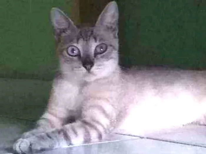 Gato ra a Sem raça idade 7 a 11 meses nome Sem nome