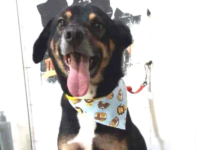 Cachorro raça SRD idade 4 anos nome Bruce