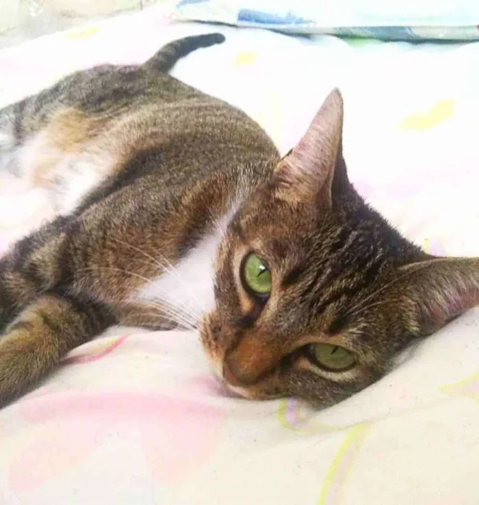 Gato ra a Srd idade 3 anos nome Channel