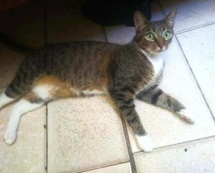 Gato ra a Srd idade 3 anos nome Channel