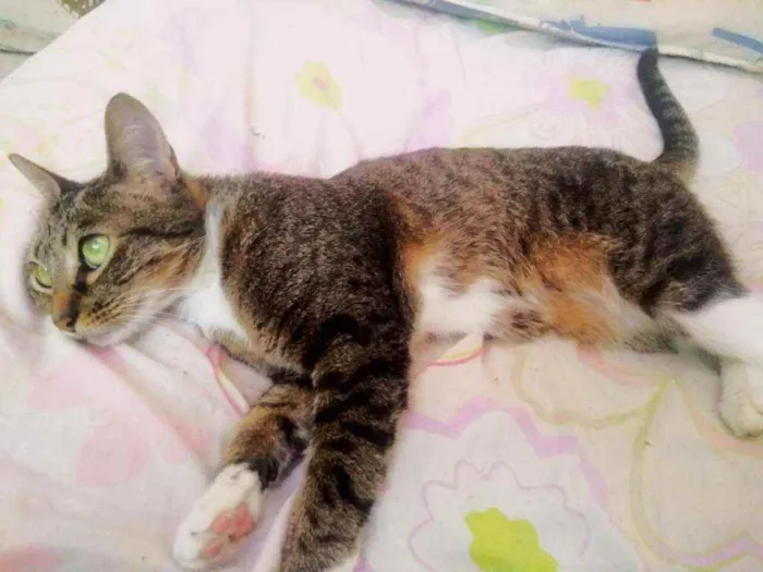 Gato ra a Srd idade 3 anos nome Channel