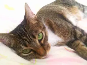 Gato raça Srd idade 3 anos nome Channel