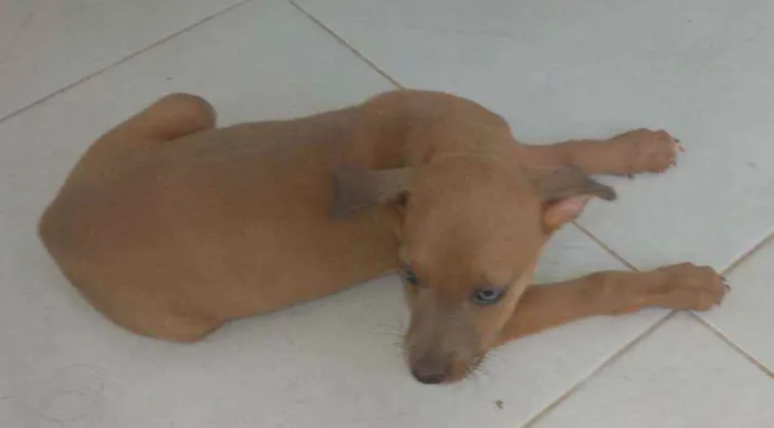 Cachorro ra a Vira lata idade Abaixo de 2 meses nome Não tem