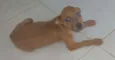 Não tem