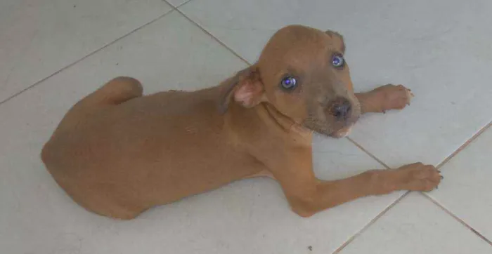 Cachorro ra a Vira lata idade Abaixo de 2 meses nome Não tem
