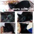 Gatos para adoção 
