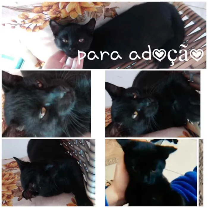 Gato ra a  idade 2 a 6 meses nome Gatos para adoção 
