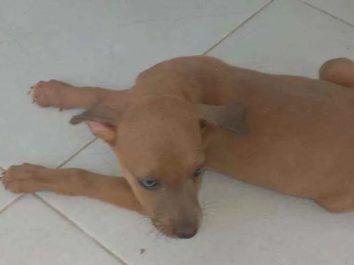 Cachorro ra a Vira lata idade Abaixo de 2 meses nome Não tem