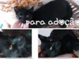 Gatos para adoção 