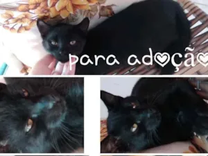 Gato raça  idade 2 a 6 meses nome Gatos para adoção 