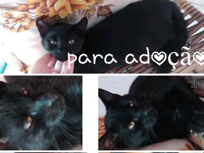 Gato ra a  idade 2 a 6 meses nome Gatos para adoção 