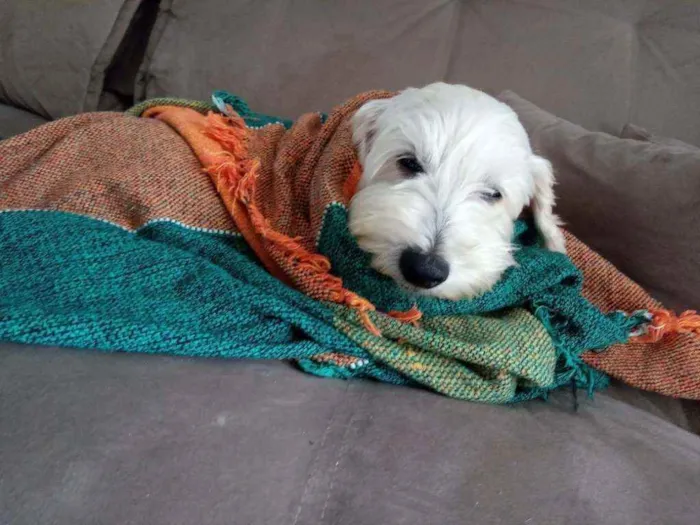 Cachorro ra a SRD idade 2 anos nome Théo