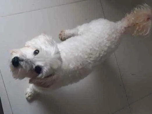 Cachorro ra a SRD idade 2 anos nome Théo