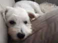 Théo