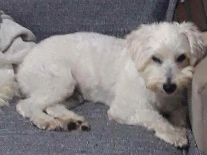 Cachorro ra a SRD idade 2 anos nome Théo