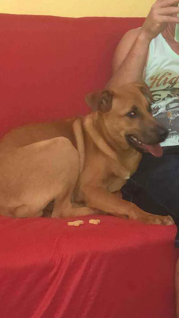 Cachorro raça Vira - lata  idade 2 a 6 meses nome Scoty