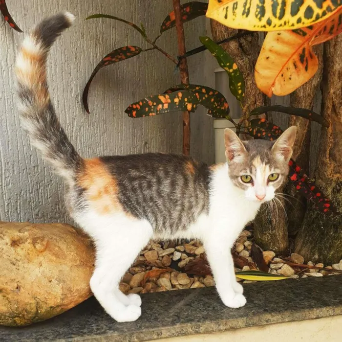 Gato ra a srd idade 2 a 6 meses nome Meggie
