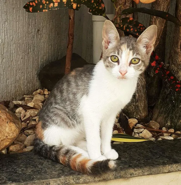 Gato ra a srd idade 2 a 6 meses nome Meggie