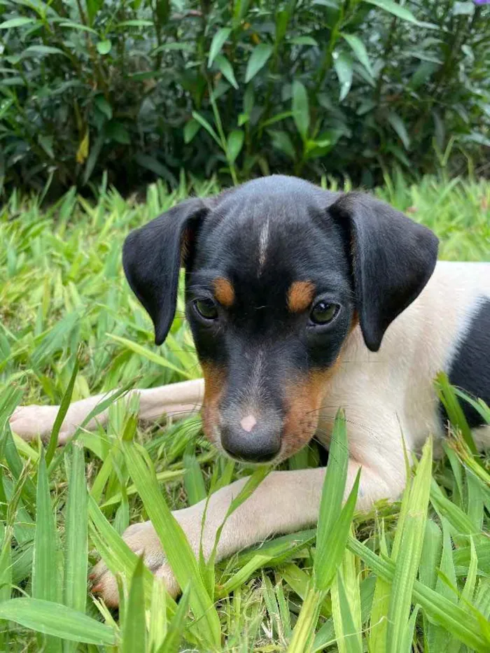 Cachorro raça Vira lata idade Abaixo de 2 meses nome A definir