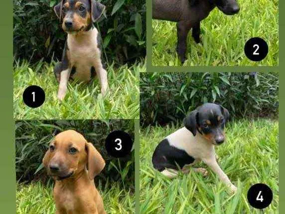 Cachorro raça Vira lata idade Abaixo de 2 meses nome A definir