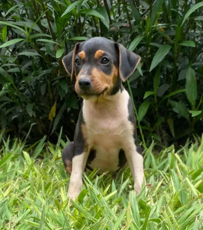 Cachorro raça Vira lata idade Abaixo de 2 meses nome A definir