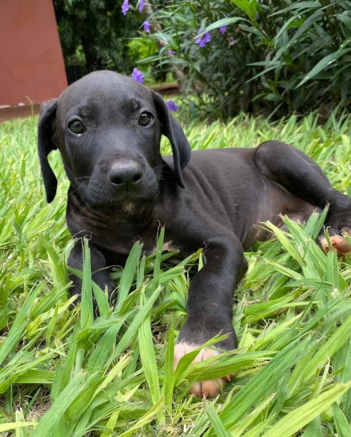 Cachorro raça Vira lata idade Abaixo de 2 meses nome A definir