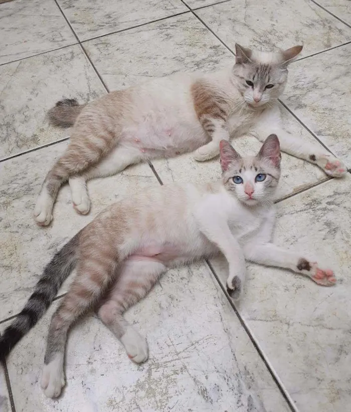 Gato ra a srd idade 2 a 6 meses nome Cindy & Lauper