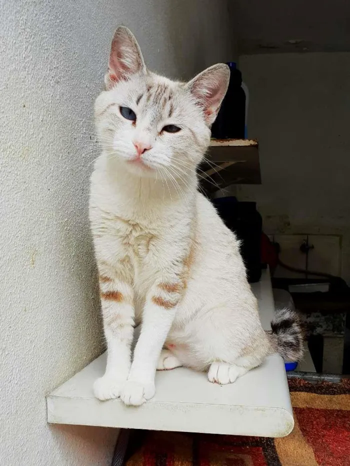 Gato ra a srd idade 2 a 6 meses nome Cindy & Lauper