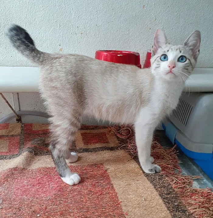 Gato ra a srd idade 2 a 6 meses nome Cindy & Lauper
