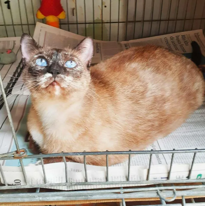 Gato ra a srd idade 2 anos nome Sula & Miranda