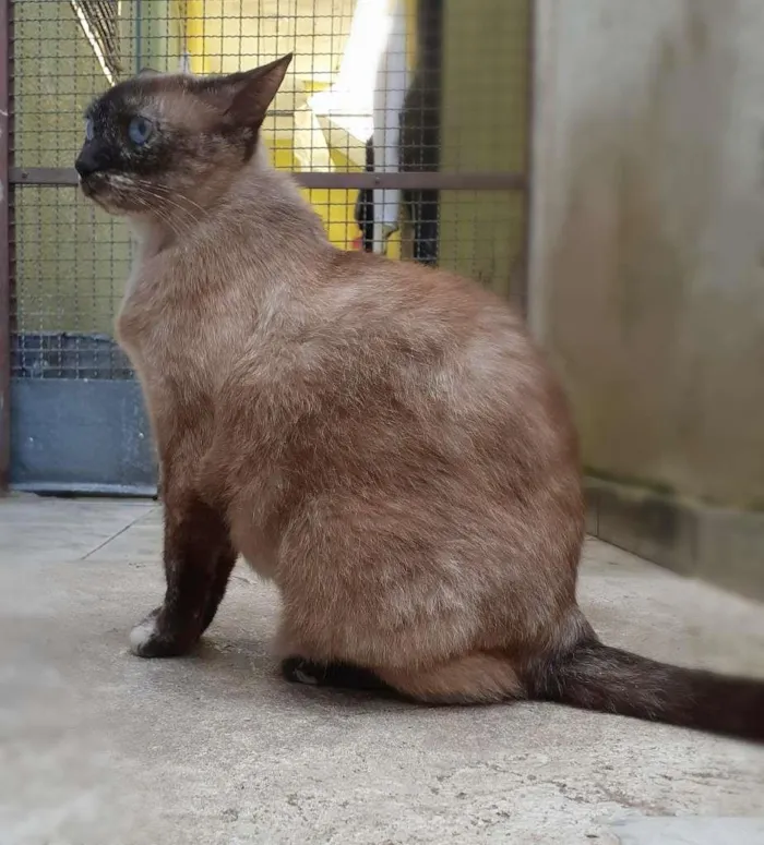 Gato ra a srd idade 2 anos nome Sula & Miranda