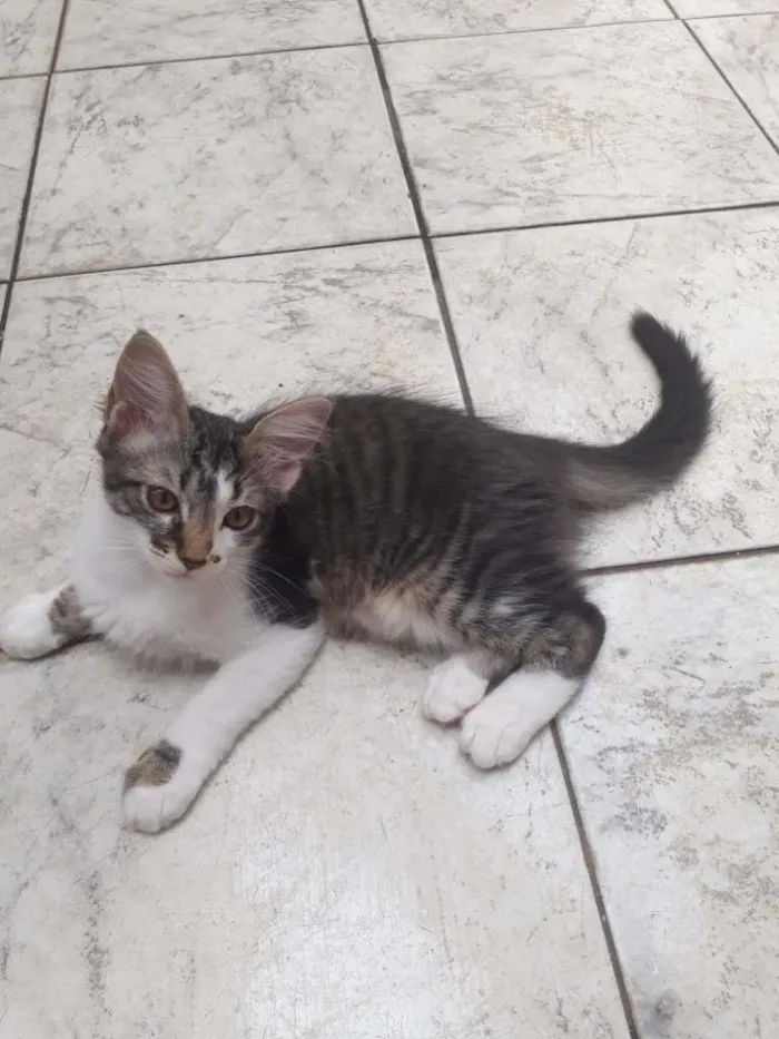 Gato ra a srd idade 2 anos nome Sula & Miranda