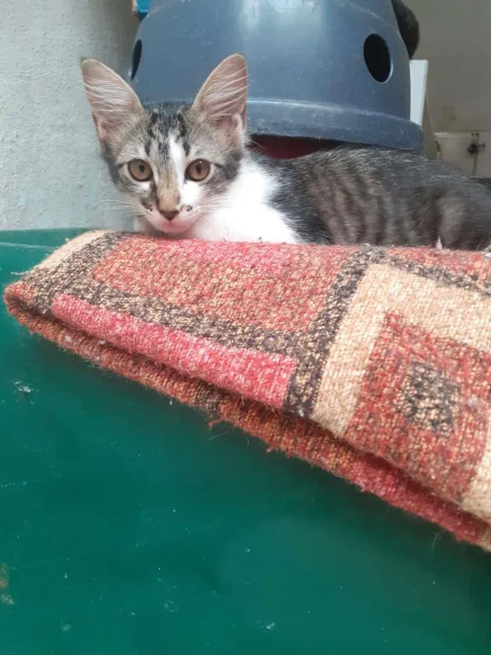 Gato ra a srd idade 2 anos nome Sula & Miranda