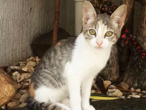 Gato raça srd idade 2 a 6 meses nome Meggie
