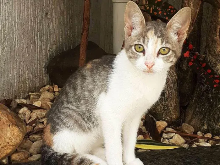 Gato ra a srd idade 2 a 6 meses nome Meggie