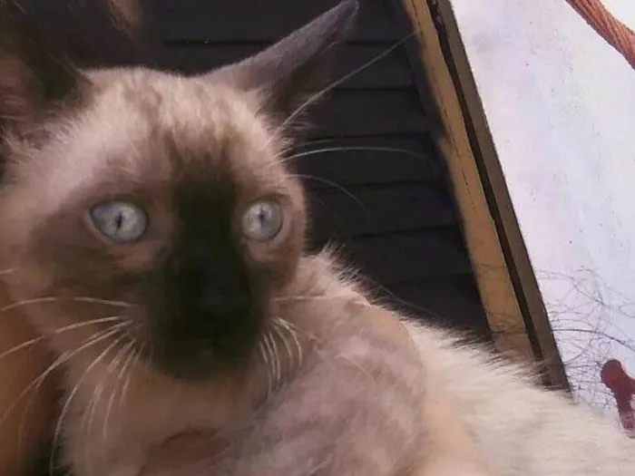 Gato ra a srd idade 2 a 6 meses nome Stuart