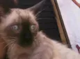 Stuart