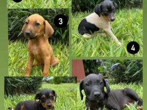 Cachorro raça Vira lata idade Abaixo de 2 meses nome A definir