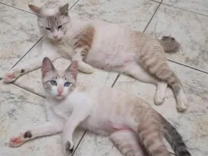 Gato raça srd idade 2 a 6 meses nome Cindy & Lauper