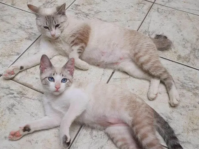 Gato ra a srd idade 2 a 6 meses nome Cindy & Lauper