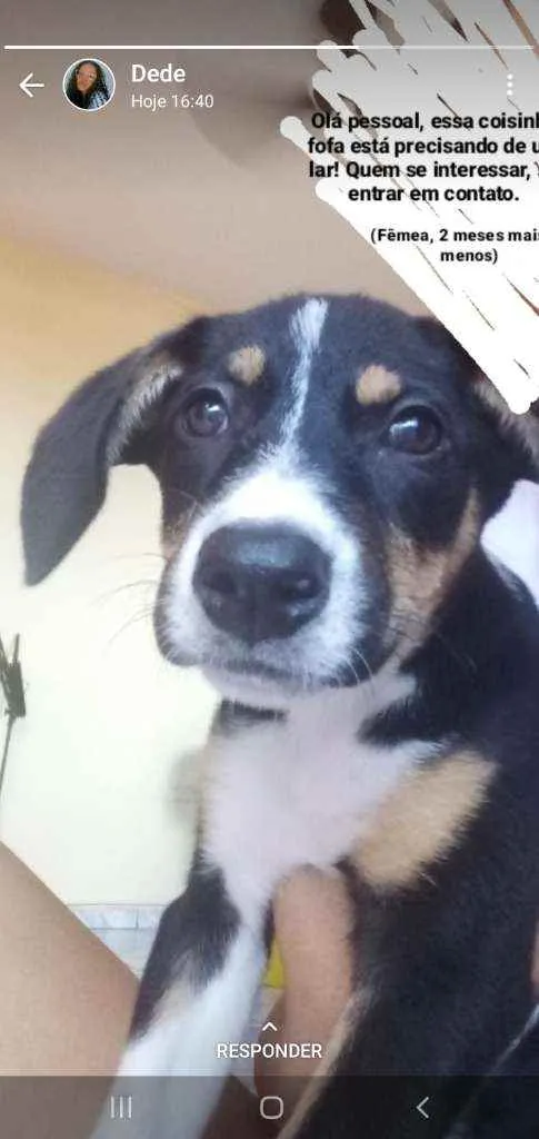 Cachorro ra a  idade 2 a 6 meses nome Cinderela