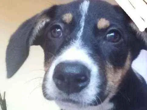 Cachorro ra a  idade 2 a 6 meses nome Cinderela