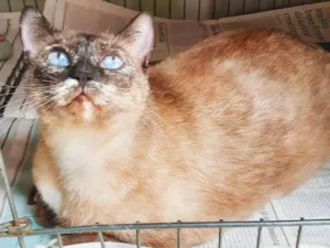Gato raça srd idade 2 anos nome Sula & Miranda