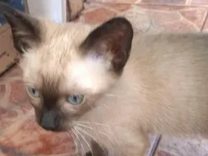 Gato raça srd idade 2 a 6 meses nome Stuart