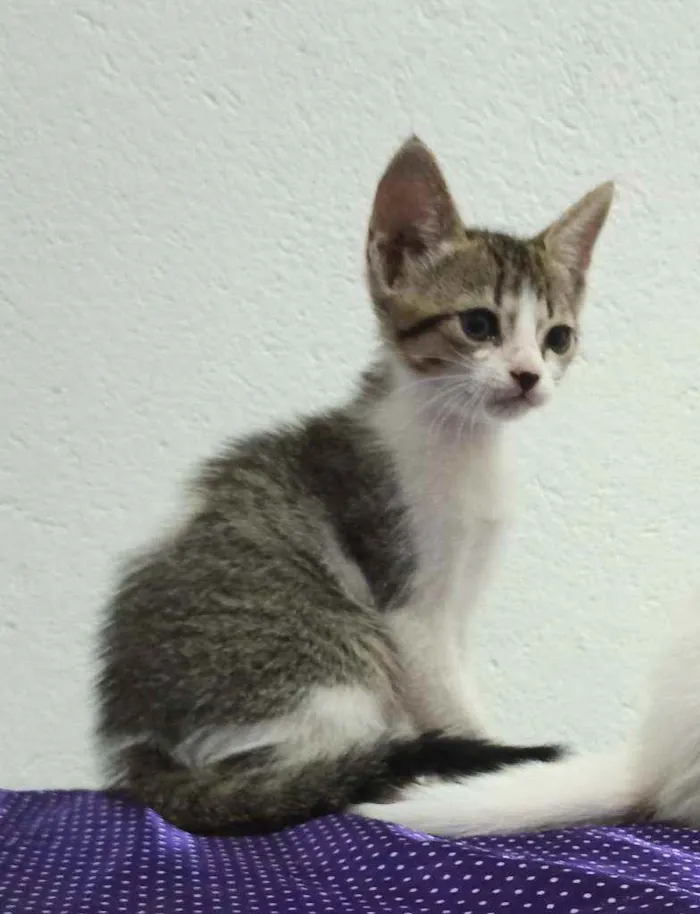 Gato raça  idade 2 a 6 meses nome Nina floquinho e Bob