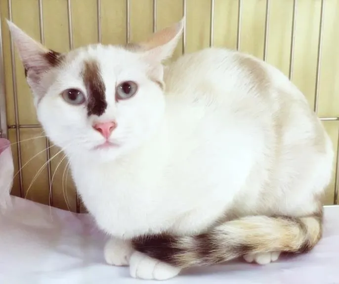 Gato raça SRD idade 2 a 6 meses nome NARIZINHO DA ROSE